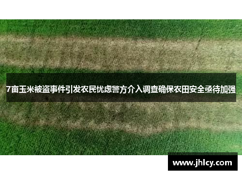 7亩玉米被盗事件引发农民忧虑警方介入调查确保农田安全亟待加强